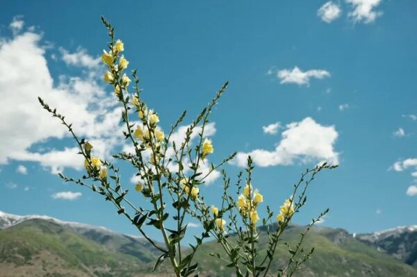Kodachrome 64