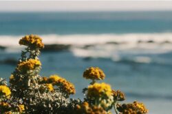 Pacific Blues