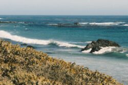 Pacific Blues